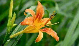 忘忧草视频,穿越时光的治愈之旅